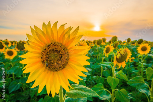 Vibrant beautiful sunflower field close-up wide angle view in sunset in summer © Petar