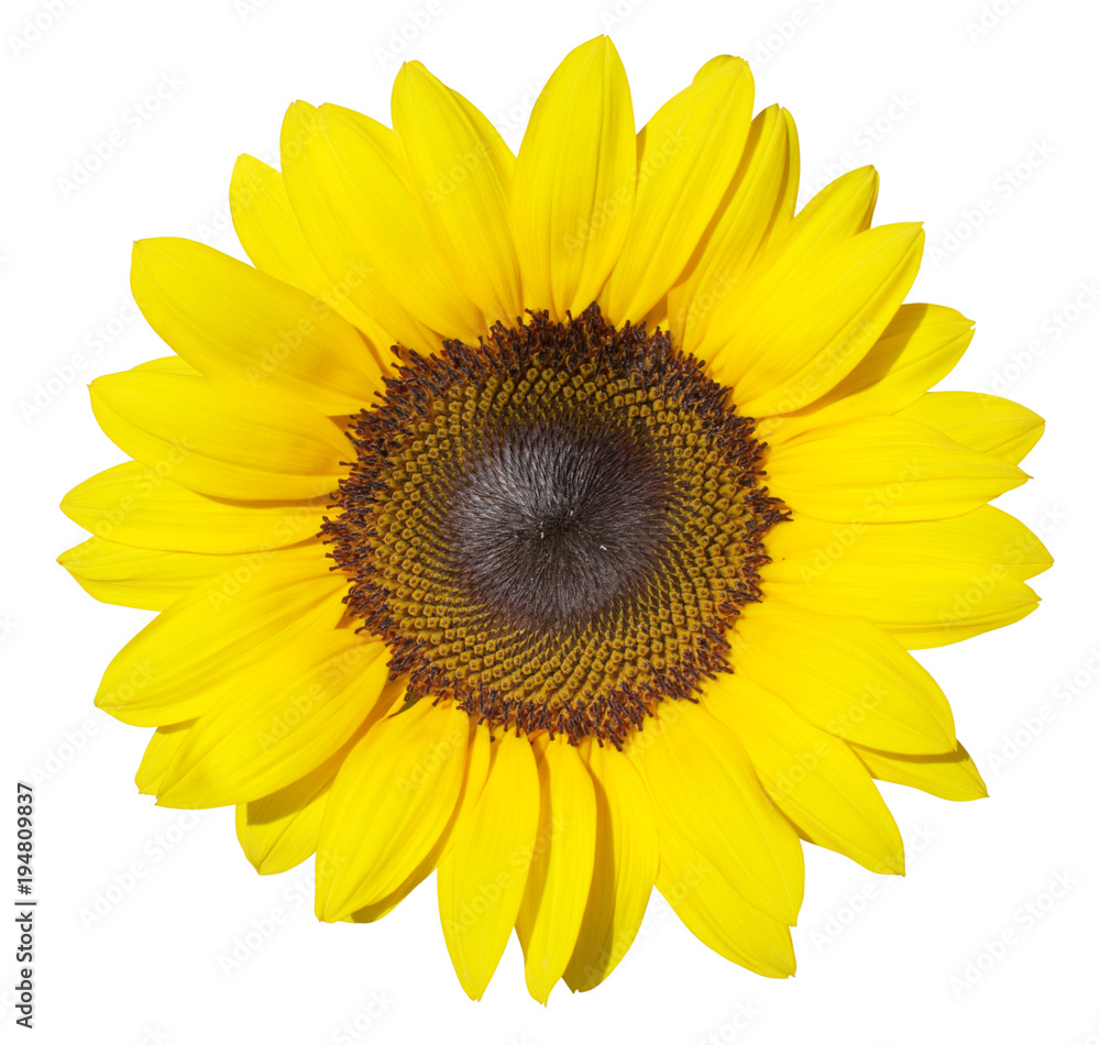 Fototapeta premium Wonderful Sunflower (Helianthus annuus, Asteraceae) isolated on white background.