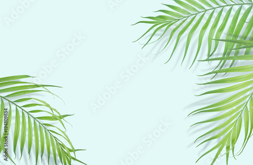 Tropical palm leaves on light blue background. Minimal nature. Summer Styled.  Flat lay.  Image is approximately 5500 x 3600 pixels in size