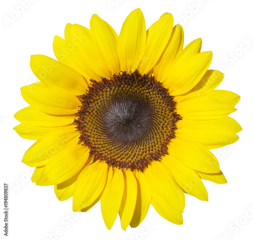 Fototapeta Naklejka Na Ścianę i Meble -  Wonderful Sunflower (Helianthus annuus, Asteraceae) isolated on white background.