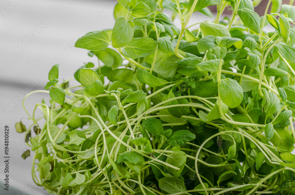 Marjoram bio herbs Marjoram bio herbs