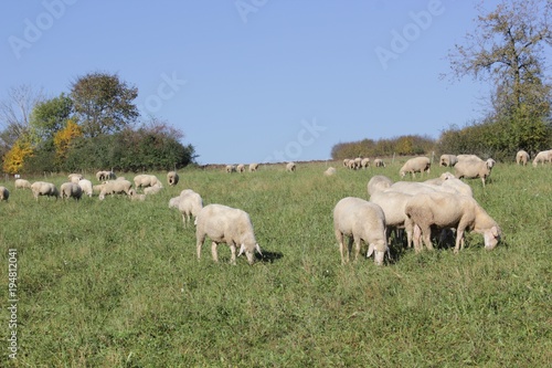 Flock of sheep with male animals to these are called Bock or Aries and female sheep