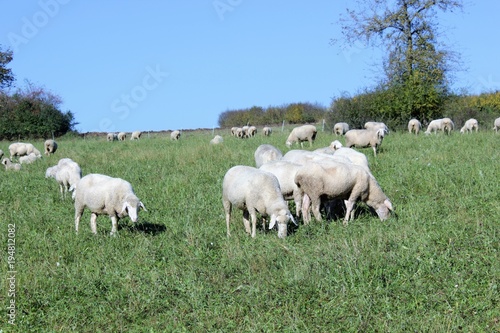 Flock of sheep with male animals to these are called Bock or Aries and female sheep