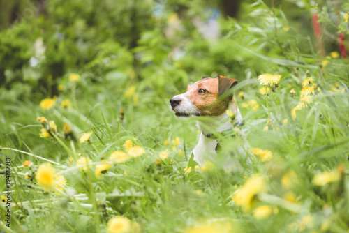 Playing Jack Russell Terrier dog looking from spring green grass and yellow dandelion flowers