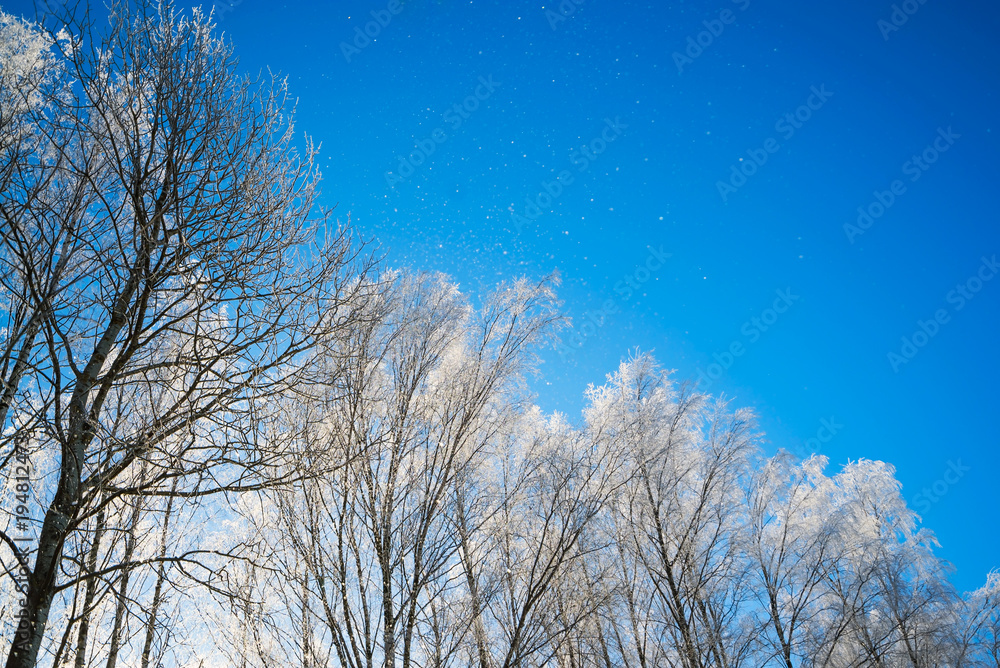 Winter nature background - tree branches in ice on blue sky background. Winter nature background - tree branches in ice on blue sky background.