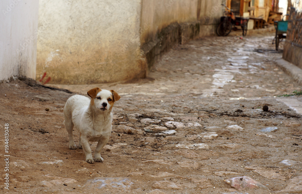 dog in mud in lijiang china
