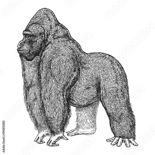 Zoo. African fauna. Gorilla. Ape. Monkey. Hand drawn illustration for tattoo design, emblem, badge, t-shirt print. Engraving of wild animal. Classic vintage style image.