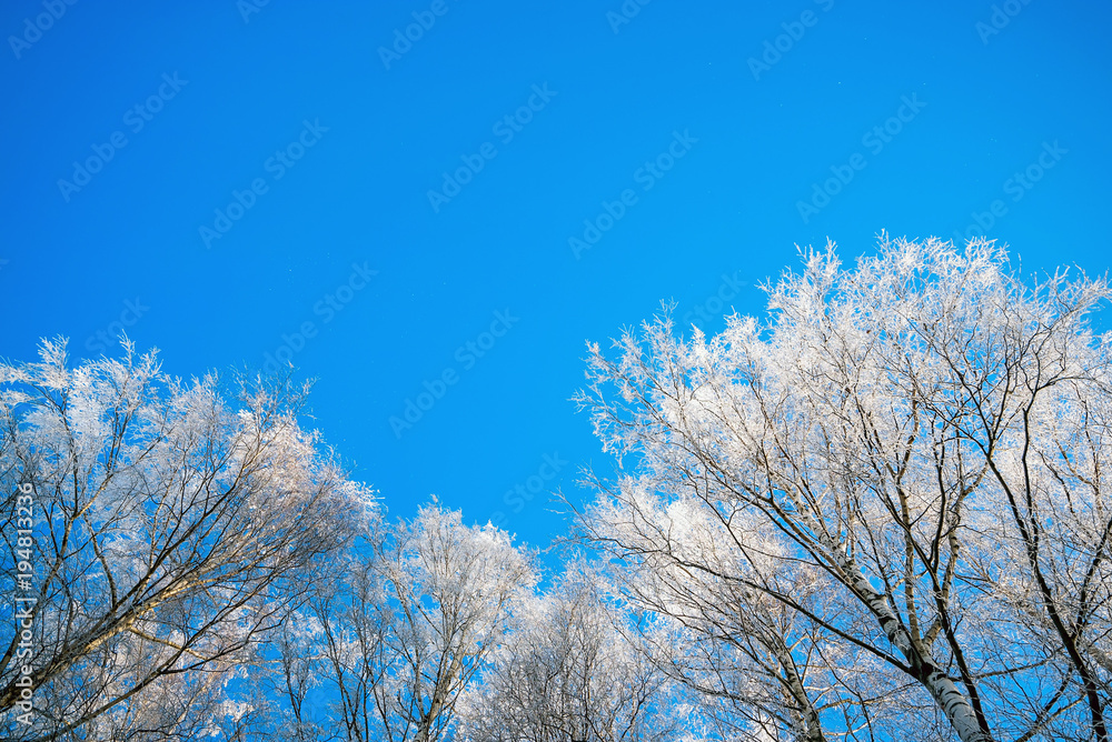 Birch branches in frost against the sky. Birch branches in frost against the sky.