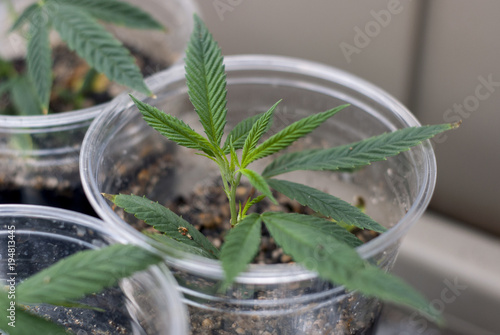 Cloned cannabis indica marijuana cutting rooted in a clear plastic cup of soil alongside two others, as part of an indoor grow for medicinal use. All were taken from the same mother plant.