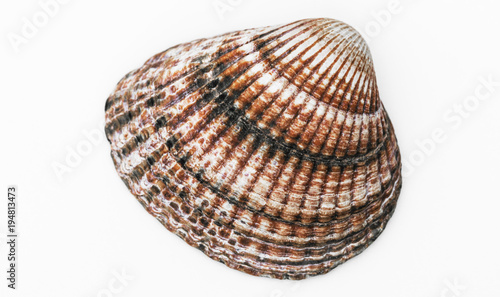Cockle in detail