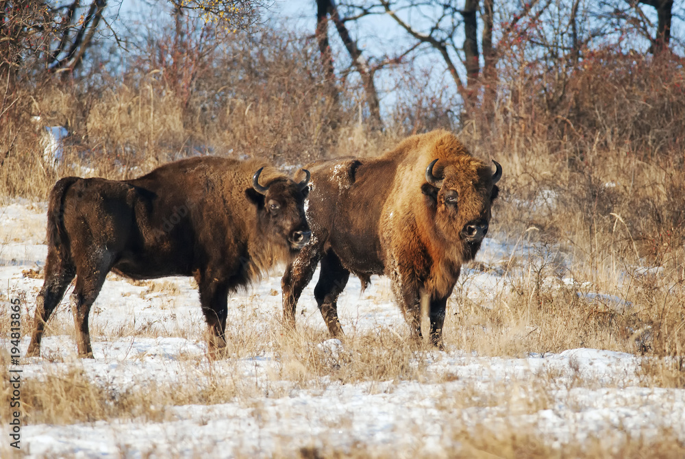 European Bison, Bison Bonasus, big herbivore herd in winter, endangered mammal, Slovakia European Bison, Bison Bonasus, big herbivore herd in winter, endangered mammal, Slovakia