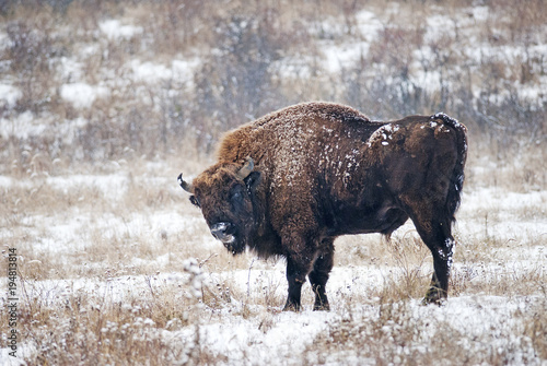 European Bison, Bison Bonasus, big herbivore herd in winter, endangered mammal, Slovakia