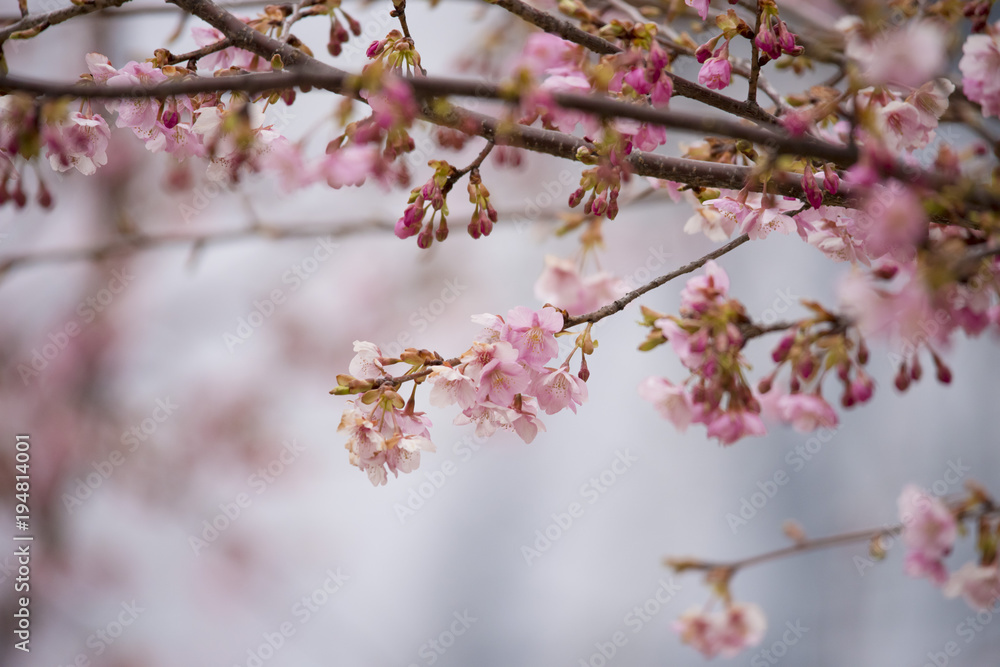 bokeh　flower