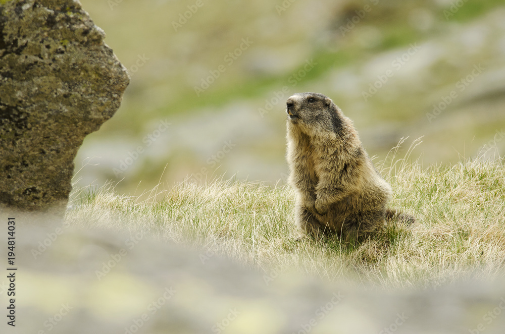 Alpine Marmot, Marmota marmota latirostris, Tatra national park, Slovakia, rodent in mountain