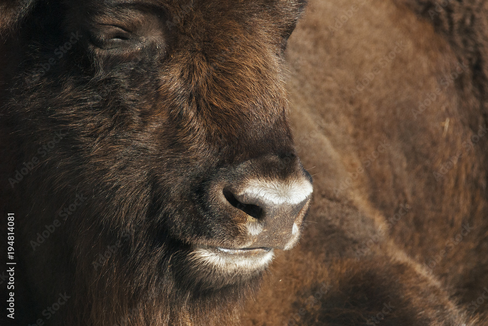 European Bison, Bison bonasus, Visent, herbivore portrait, Slovakia