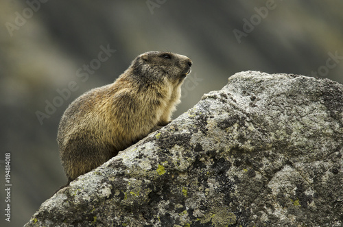 Alpine Marmot, Marmota marmota latirostris, Tatra national park, Slovakia, rodent in mountain