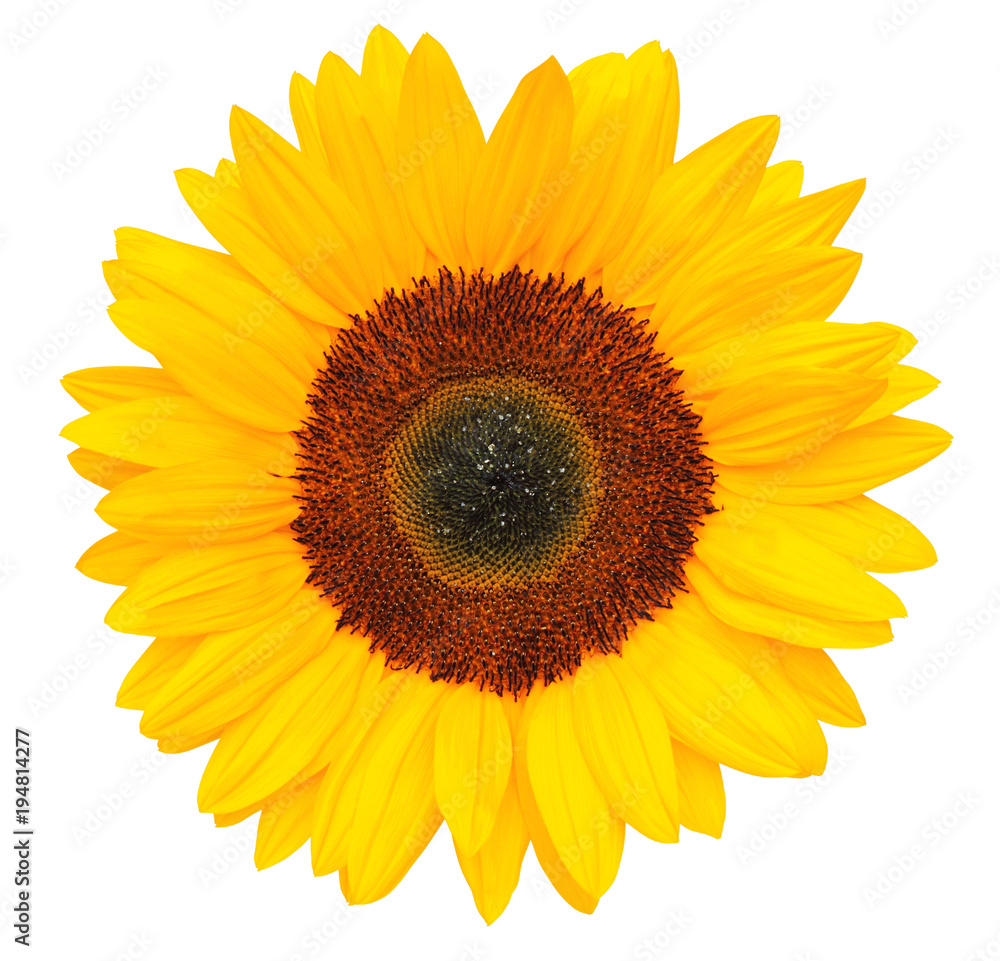 Fototapeta premium Wonderful Sunflower (Helianthus annuus) isolated on white background, including clipping path.