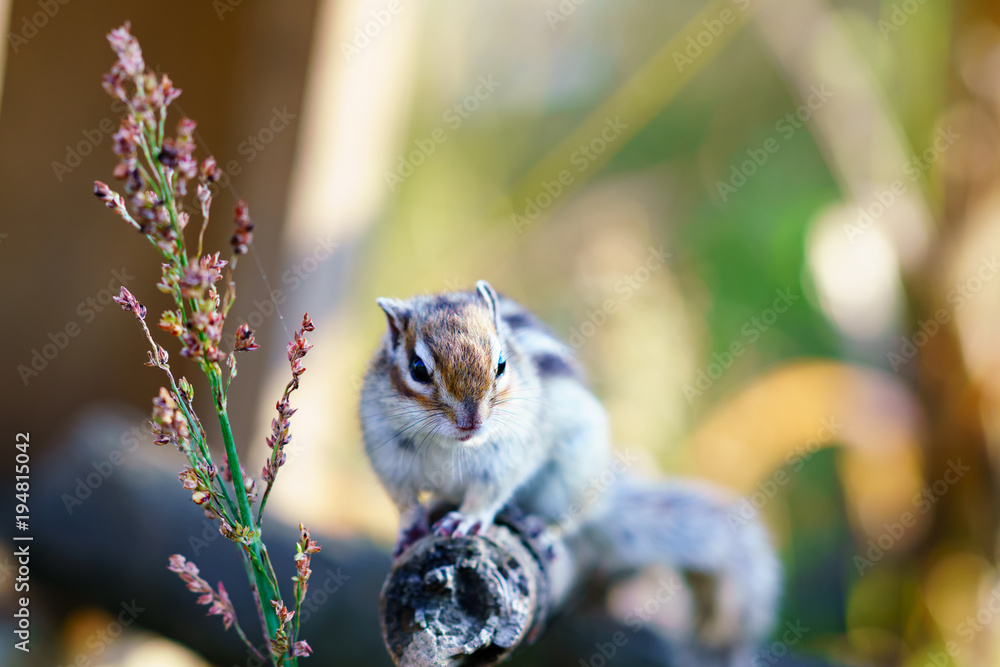 Obraz premium りす物語