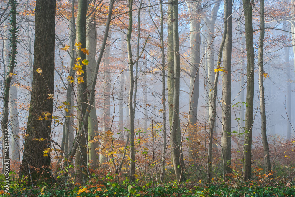 Schöne Bäume mit gelben Blättern im Wald