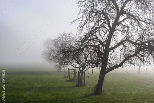 Landschaft mit kahlen Bäumen auf Wiese im Nebel