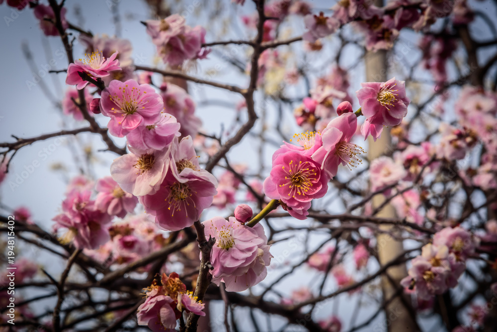 Plum flowers at peak blosoms in Hanegi park, Setagaya, Japan Plum flowers at peak blosoms in Hanegi park, Setagaya, Japan
