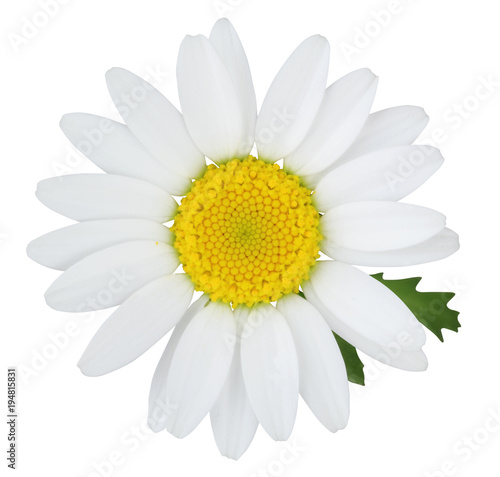 Lovely Daisy (Marguerite) with green leaves isolated on white background, including clipping path, Germany © Olaf Simon