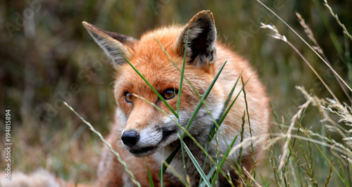 Fotografie British red fox in grass
