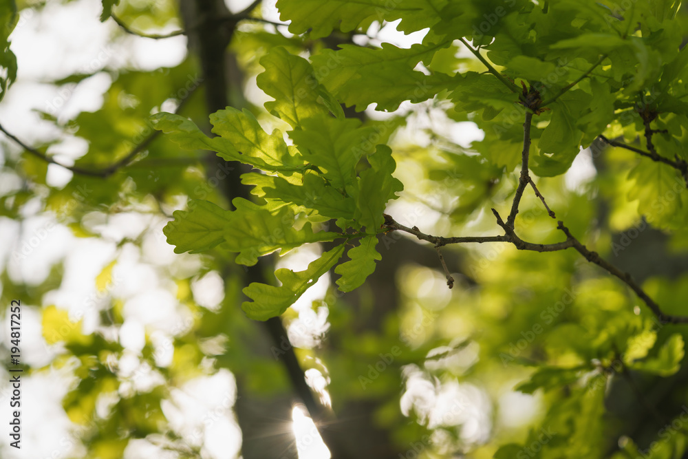 young green oak leaves on a spring day young green oak leaves on a spring day