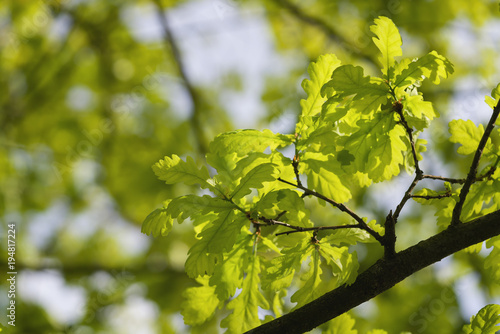 young green oak leaves on a spring day