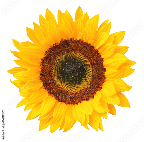 Wonderful Sunflower (Helianthus annuus, Asteraceae) isolated on white background, inclusive clipping path. Germany