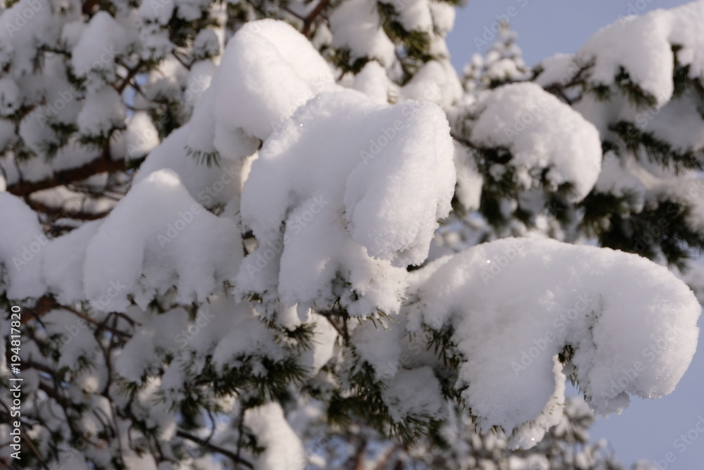 pine spurce snowcaps