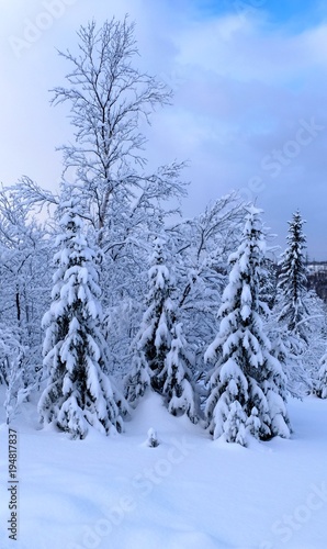 Wallpaper Mural three pines in winter forest Torontodigital.ca