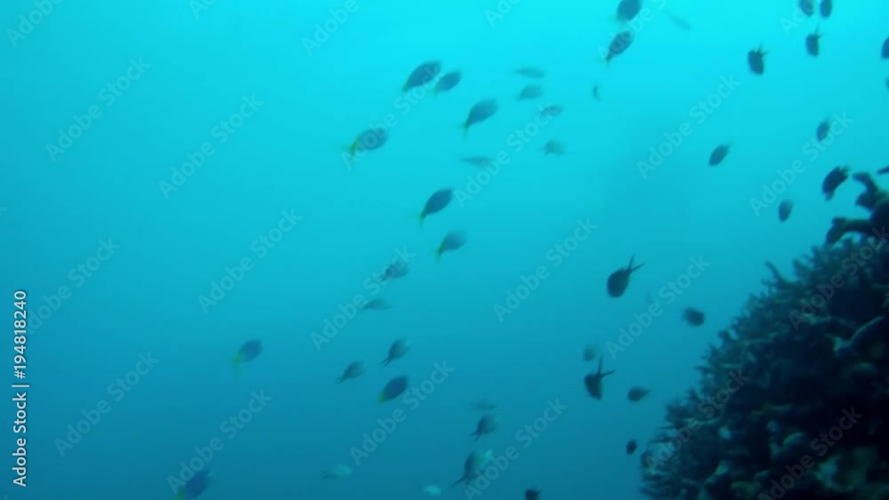 Yellowtail Fusilier swimming above reef dutch angle Yellowtail Fusilier swimming above reef dutch angle