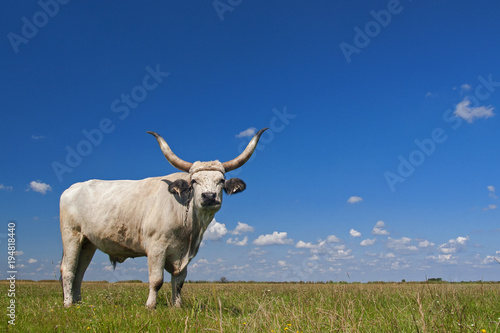 Hungarian Grey cattle  Hungarian   Magyar Szurke    also known as Hungarian Steppe cattle  is an ancient breed of domestic beef cattle indigenous to Hungary.