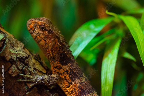 Chinese crocodile lizard