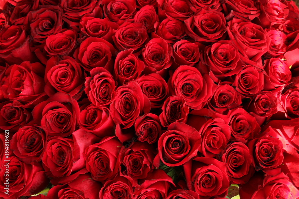 Close-up of a beautiful bouquet of red roses. Isolated on white background Close-up of a beautiful bouquet of red roses. Isolated on white background