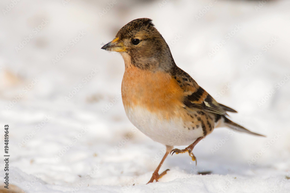 Brambling (Fringilla montifringilla) stands on the snow Brambling (Fringilla montifringilla) stands on the snow