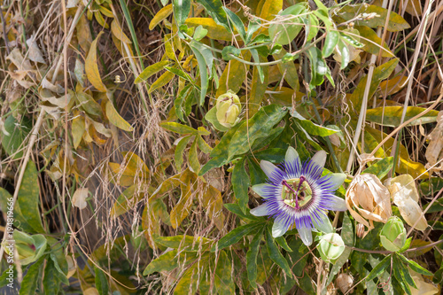 Blue and white passion flower in a garden. Passiflora caerulea.