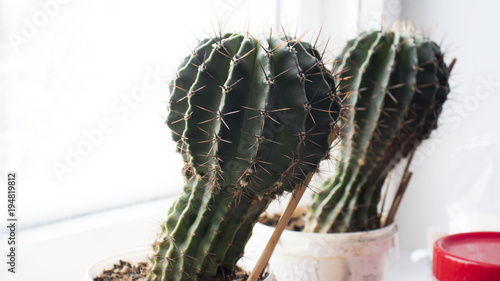 Potted cactus growing on window sill photo