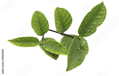 Closeup Green leaf with water droplets isolated on white background of file with Clipping Path .