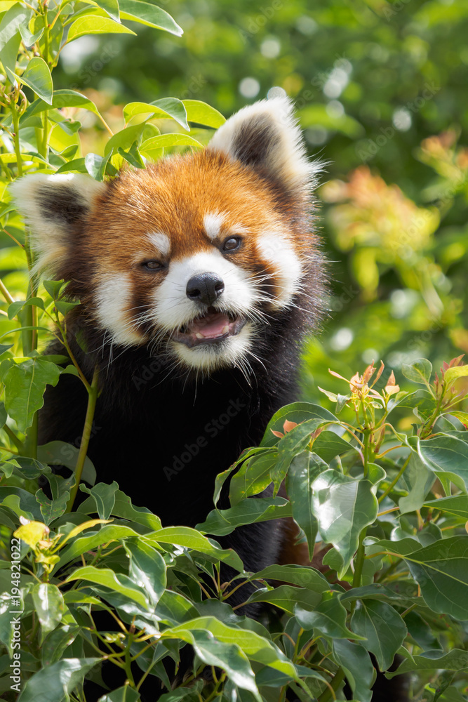 可愛い顔のレッサーパンダ Stock Photo Adobe Stock 可愛い顔のレッサーパンダ Stock Photo Adobe Stock