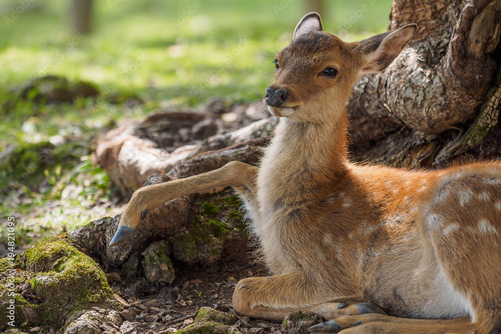 Fototapeta premium 休憩中の鹿