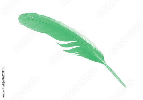 Beautiful green feather isolated on white background