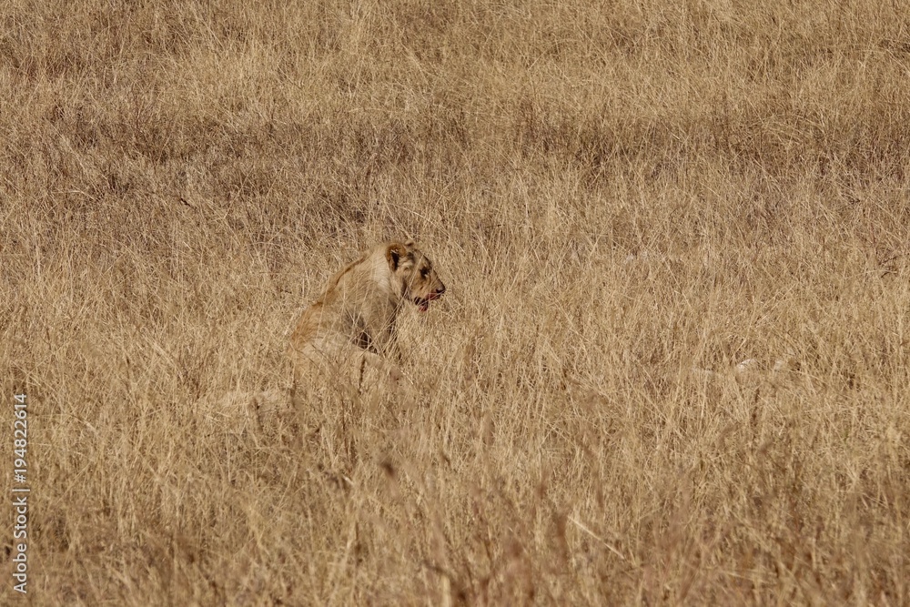 Lion, Serengeti, Tanzania, Africa Lion, Serengeti, Tanzania, Africa