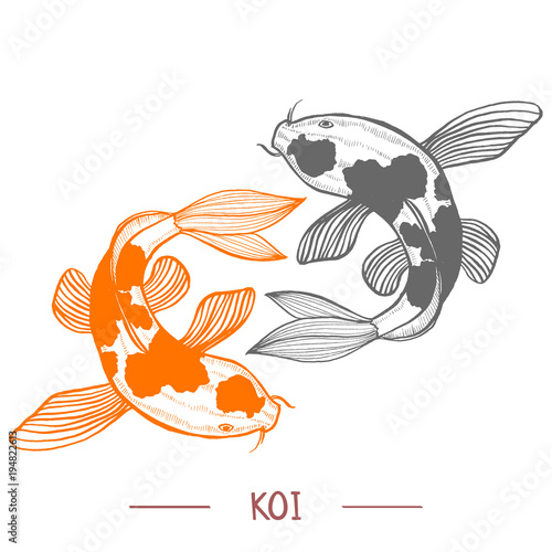 Karp Koi. Fish in Hand Drawn Style for Surface Design Fliers Prints Cards Banners. Vector Illustration