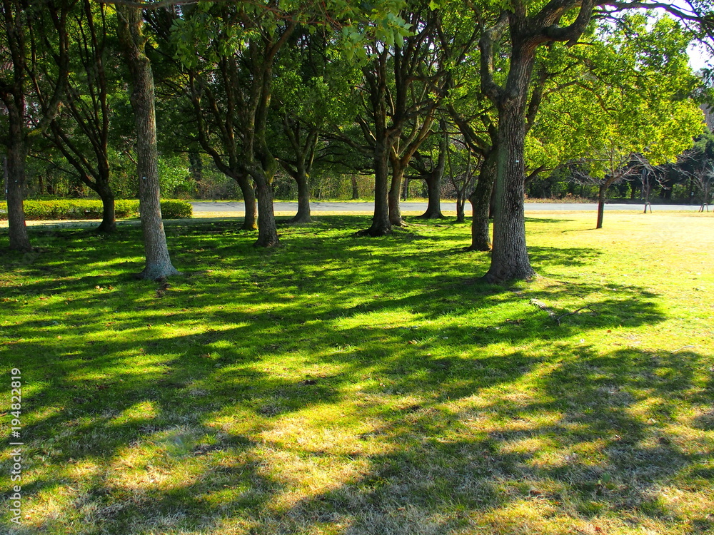 クスノキの木陰のある公園風景