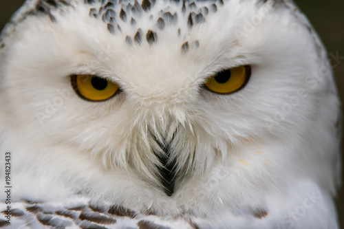 Portrait of a snowy owl