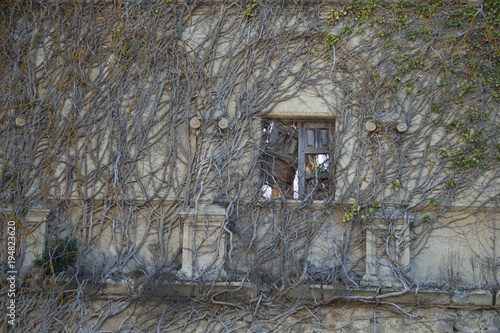 Vine on stone wall. photo