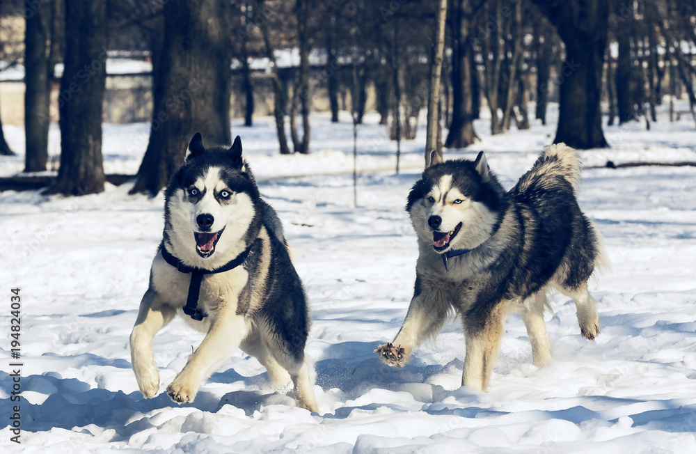 Siberian husky dogs for a walk in the winter park. 