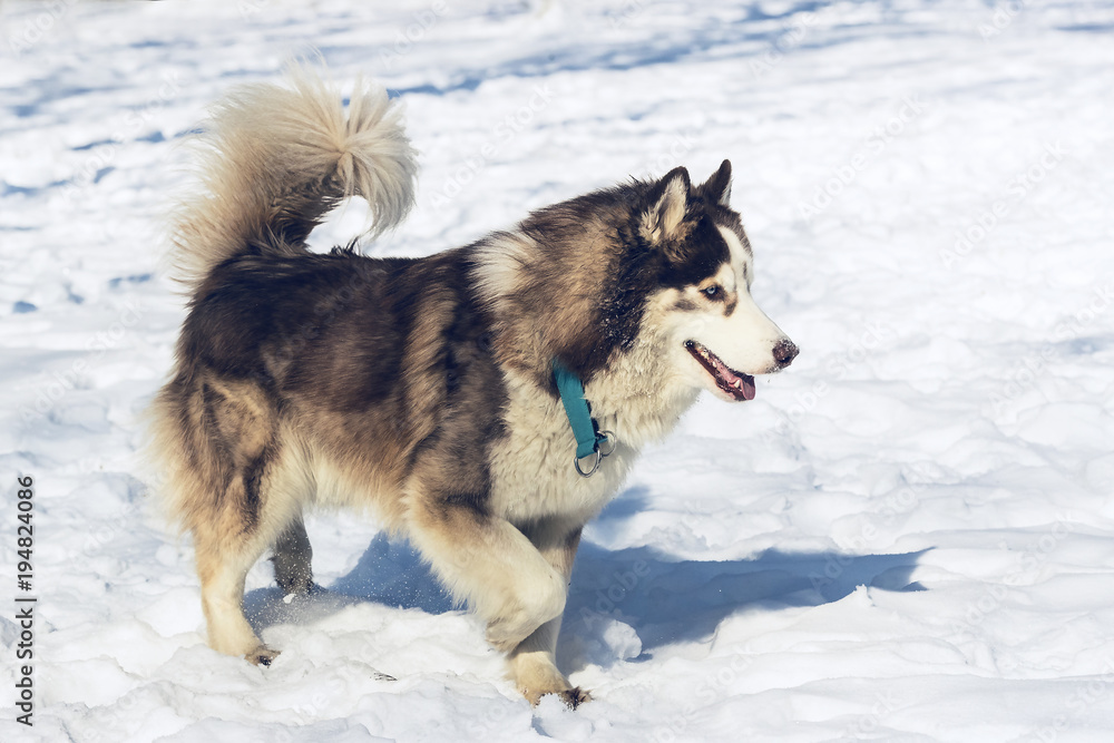 Siberian husky dogs for a walk in the winter park. Siberian husky dogs for a walk in the winter park.